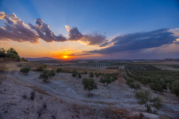 istock typical Andalusian landscape during sunset, Spain 1557792714