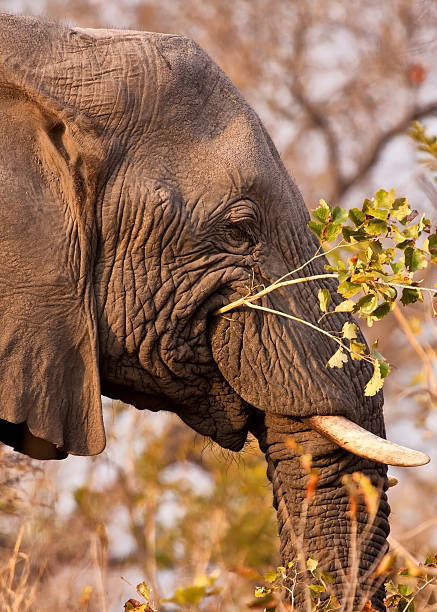 istock Elephant eating a branch with leaves 155780409