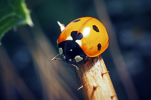 Coccinella septempunctata Seven-Spotted Ladybug Insect. Digitally Enhanced Photograph.