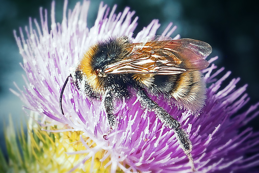 Bombus hortorum Garden Bumblebee Insect. Digitally Enhanced Photograph.