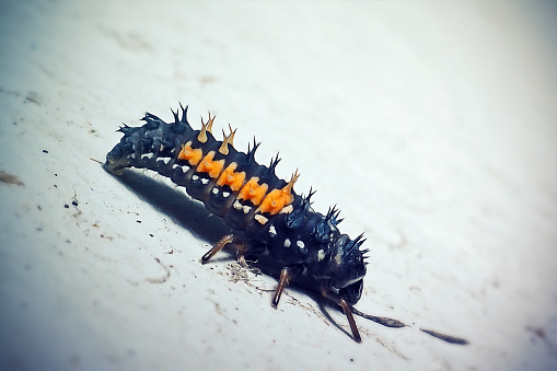 The seven-spot ladybug is a beetle of the Coccinellidae family. The larva is a predator on aphids.