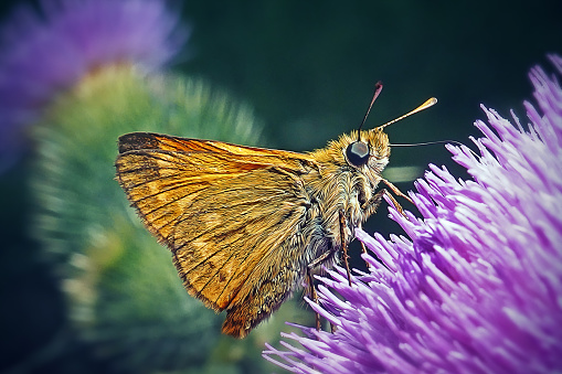 Ochlodes sylvanus Large Skipper Butterfly Insect. Digitally Enhanced Photograph.