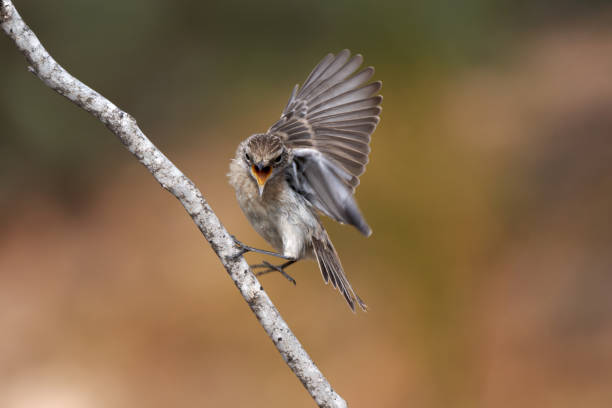 istock Threatening Canary Islands stonechat (Saxicola dacotiae) female defending her place on a bare branch 1557849627