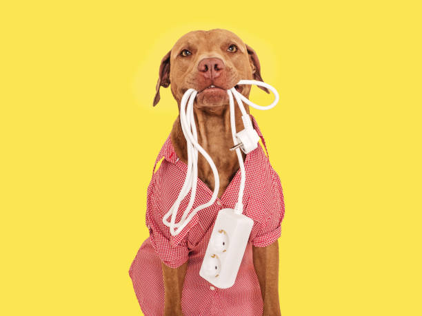 istock Lovable, pretty brown puppy and extension cord 1557860348