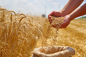 Wheat grain in a hand after good harvest of successful farmer
