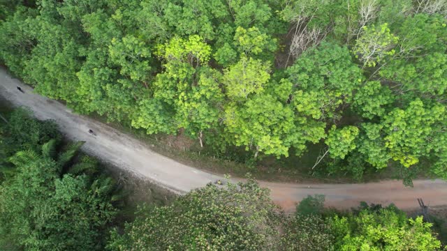 Boys riding bicycle in rubber tree farm from above
