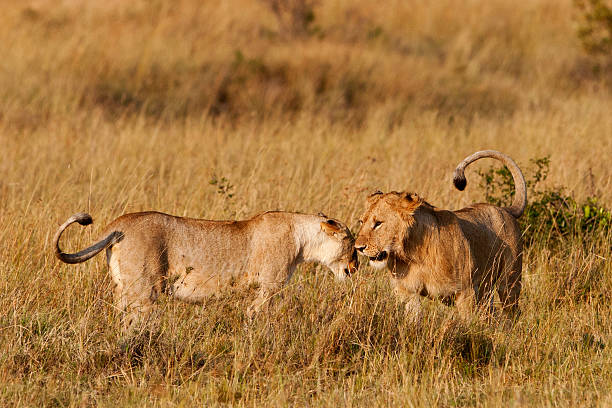 istock Lions in the Maasai Mara 155787681