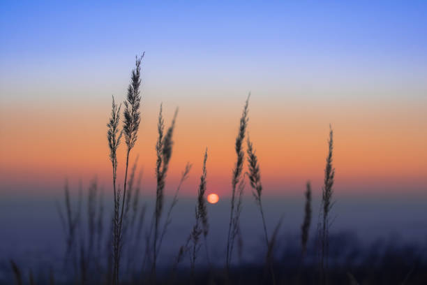 istock Blades of grass against the sky during sunset. 1557889256