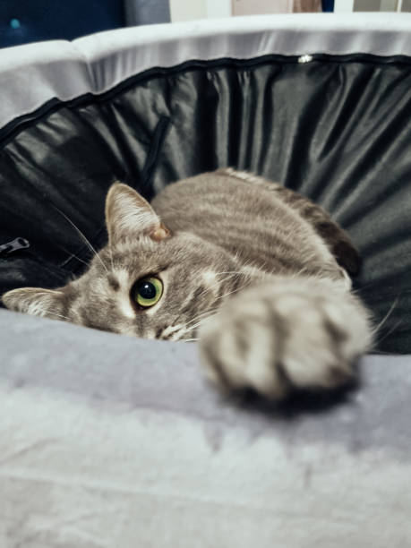 istock gray cat on the bed 1557898756
