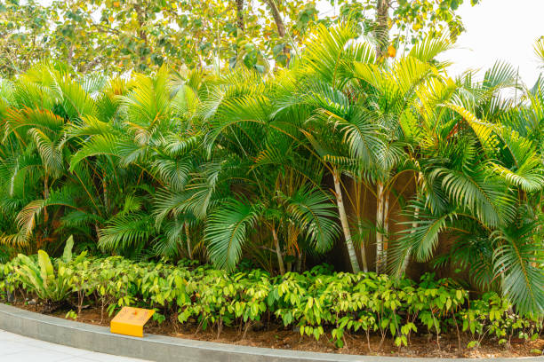 dypsis lutescens Areca Palm Trees. Tropical gardens with luxuriant dypsis lutescens or golden cane palm trees also known as areca palms. areca palm tree stock pictures, royalty-free photos & images