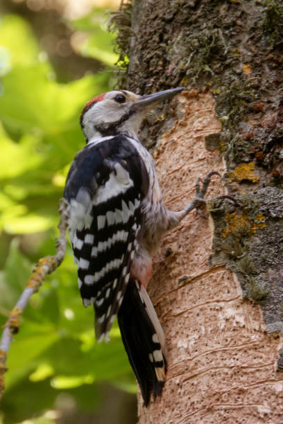 istock White-backed woodpecker on ash tree with ash dieback. 1557912508