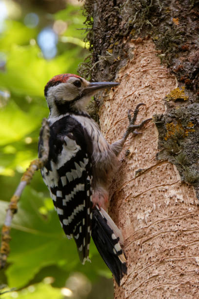istock White-backed woodpecker on ash tree with ash dieback. 1557912509