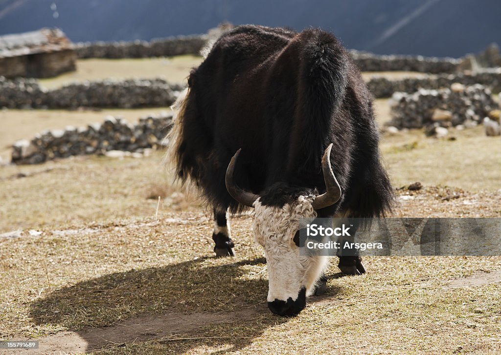 La vie rurale au Népal;: Yak et highland village - Photo de Admirer le paysage libre de droits