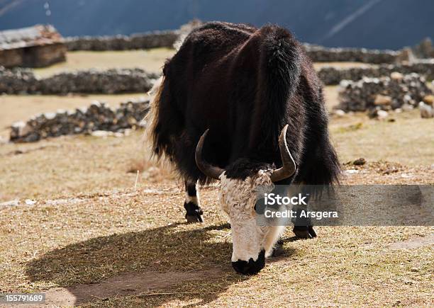 Foto de Vida Rural No Nepal Yak And Highland Village e mais fotos de stock de Agricultura - Agricultura, Animal, Animal de Fazenda