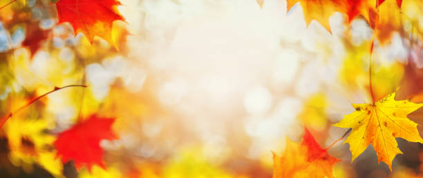istock Original wide format background image in the form of a frame of maple leaves. 1557921660