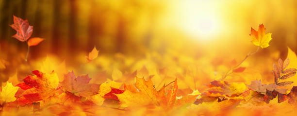 istock Beautiful widescreen background image with fallen maple leaves. 1557922173