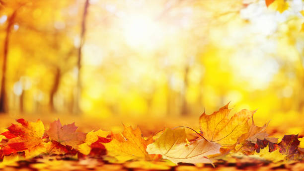 istock Bright background image of an autumn forest with fallen leaves. 1557923759