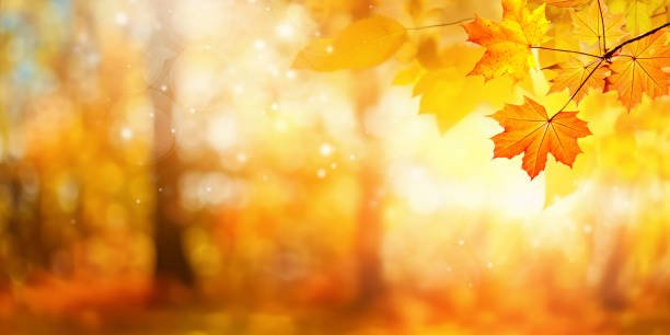 istock Beautiful bright background image of the autumn forest. 1557924274