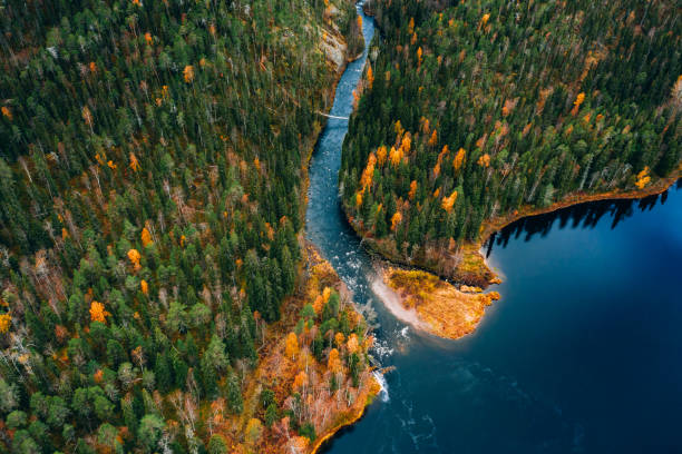 istock Aerial view of fast blue river flow through fall colorful trees in woods forest. 1557925332