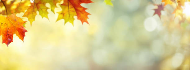 istock Beautiful background image with space for text on an autumn theme. 1557925855