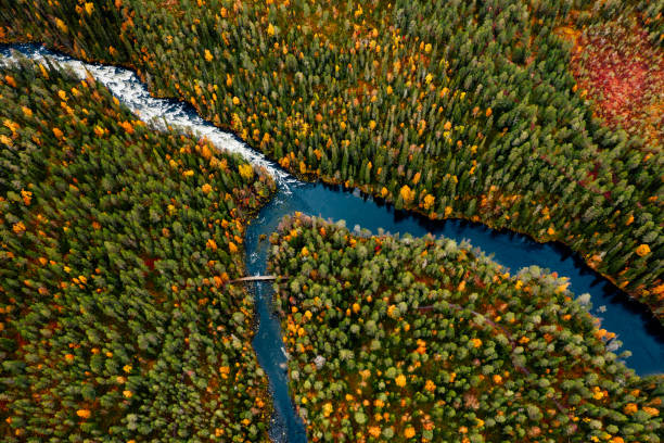 istock Aerial view of fast blue river flow through fall colorful trees in woods forest. 1557926895
