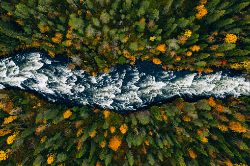 Aerial view of fast blue river flow through fall colorful trees in woods forest. Beautiful autumn landscape in FInland. Finland National park