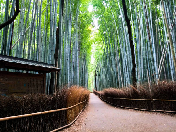 istock Japan Landscape Daily Life 1557928479