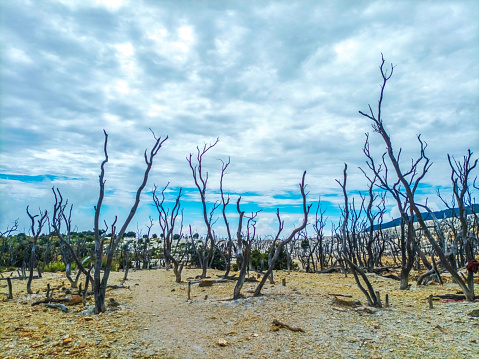 Dead Forest of Mount Papandayan