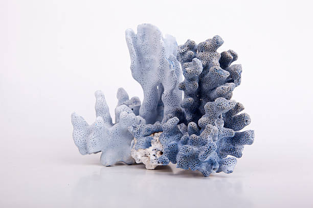 blue coral stock photo