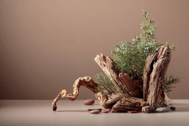istock Abstract nature scene with a composition of juniper and dry snags. 1557935875