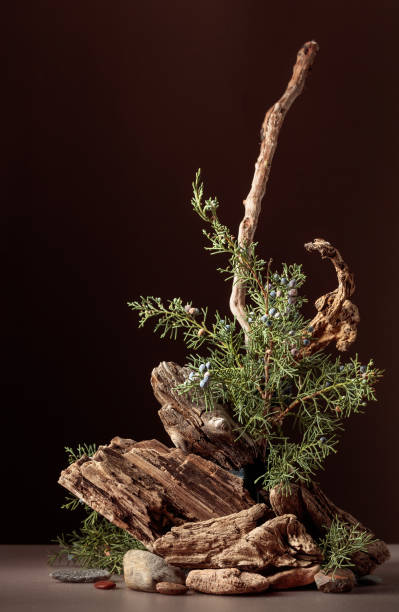 istock Abstract nature scene with a composition of juniper and dry snags. 1557935879