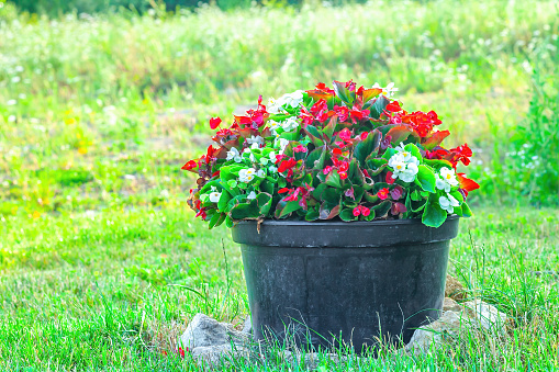 Red and white Begonia flower growing in black large plastic pot in summer yard. Colorful potted flowers grow in autumn garden by green blurred green grass background