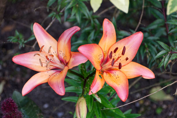 hermosas y frescas flores y plantas dentro de promenade fleurie cerca de la ciudad de francia mimizan. imagen macro - mimizan fotografías e imágenes de stock