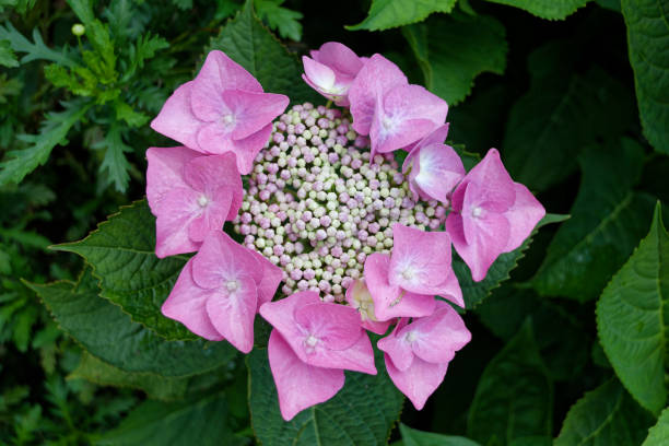 hermosas y frescas flores y plantas dentro de promenade fleurie cerca de la ciudad de francia mimizan. imagen macro - mimizan fotografías e imágenes de stock