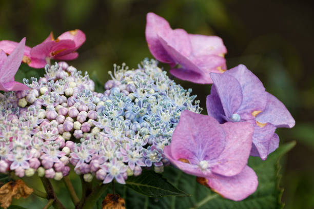 beautiful and fresh flowers and plants inside promenade fleurie near france city mimizan. macro image - mimizan imagens e fotografias de stock