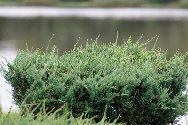 piękne i świeże kwiaty i rośliny wewnątrz promenady fleurie w pobliżu miasta francja mimizan. obraz makro - mimizan zdjęcia i obrazy z banku zdjęć