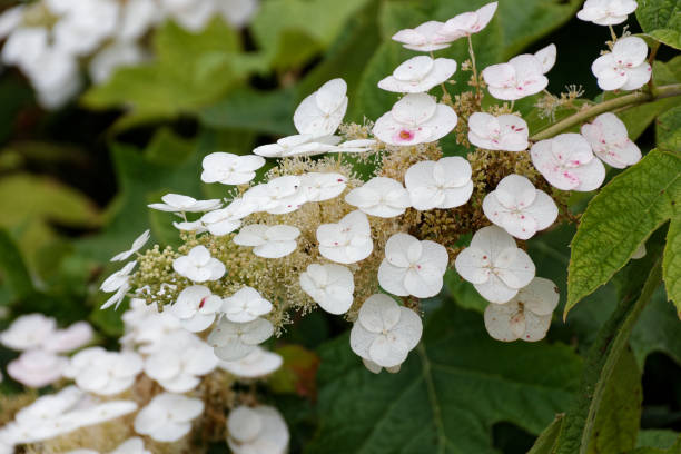 hermosas y frescas flores y plantas dentro de promenade fleurie cerca de la ciudad de francia mimizan. imagen macro - mimizan fotografías e imágenes de stock