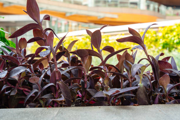 istock Tradescantia pallida 1557951193