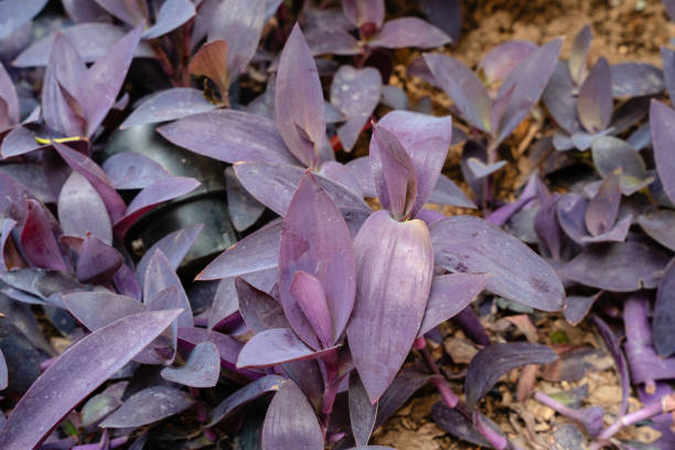 istock Tradescantia pallida 1557956075