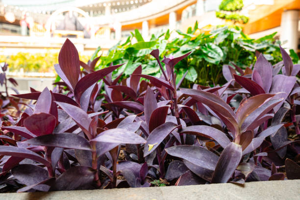 istock Tradescantia pallida 1557956076