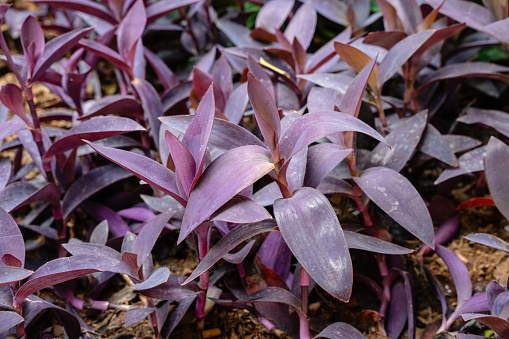 Tradescantia pallida is a species of spiderwort (a genus of New World plants) similar to T. fluminensis and T. zebrina.