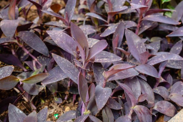 istock Tradescantia pallida 1557956078