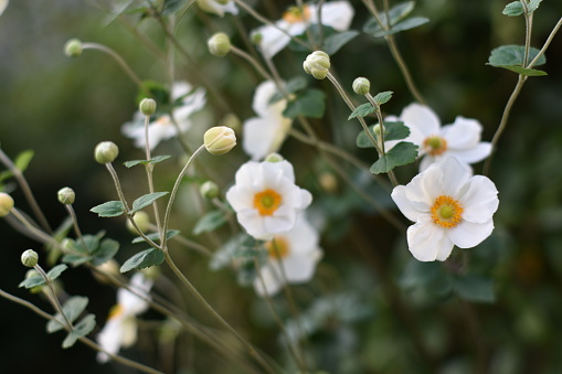Large white flowers held above green leaves of herbaceous perennial Anemone 'Honorine Jobert'