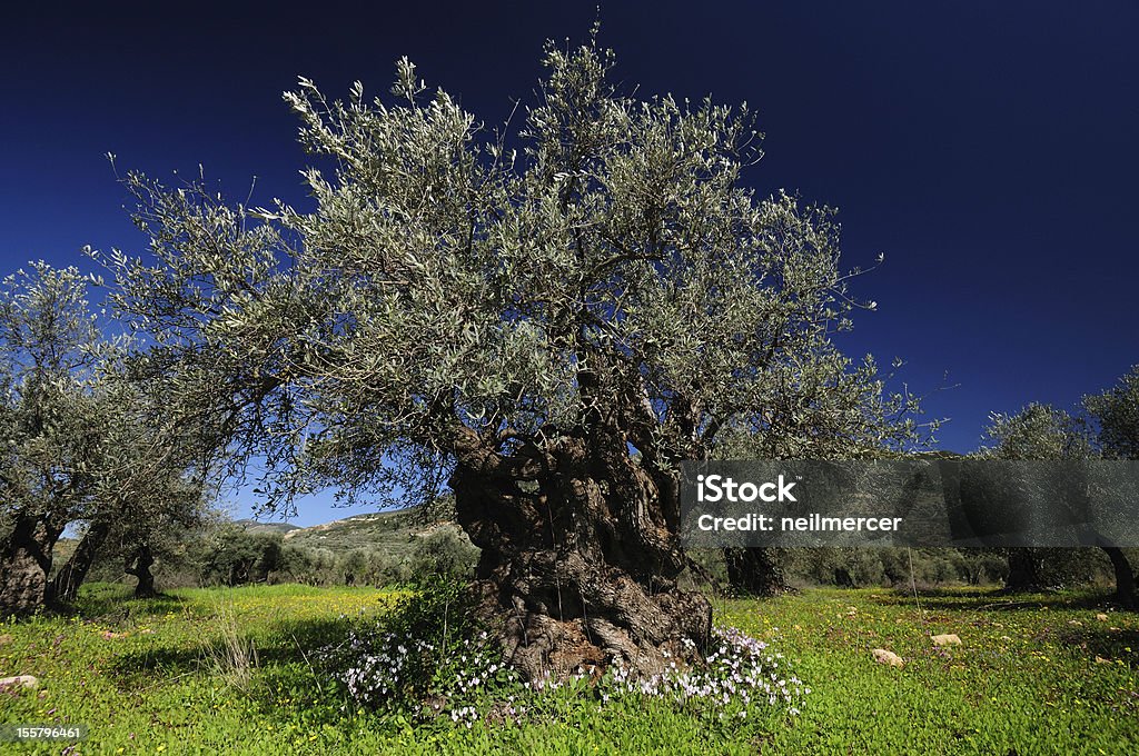 Olive Tree Olive tree in olive grove. Ancient Stock Photo