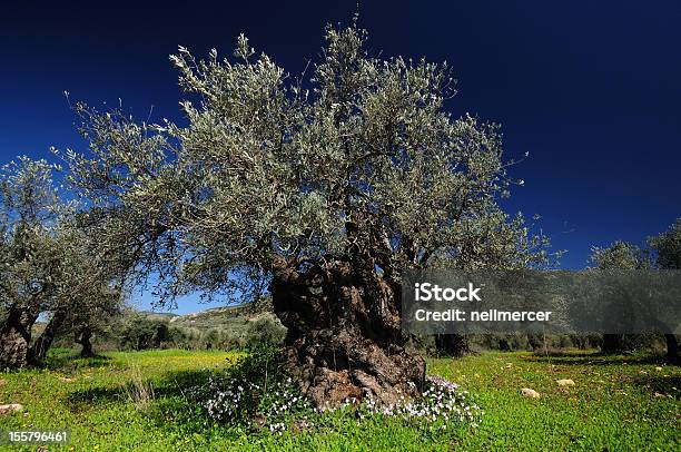 Olive Tree Stock Photo - Download Image Now - Ancient, Blue, Cyclamen