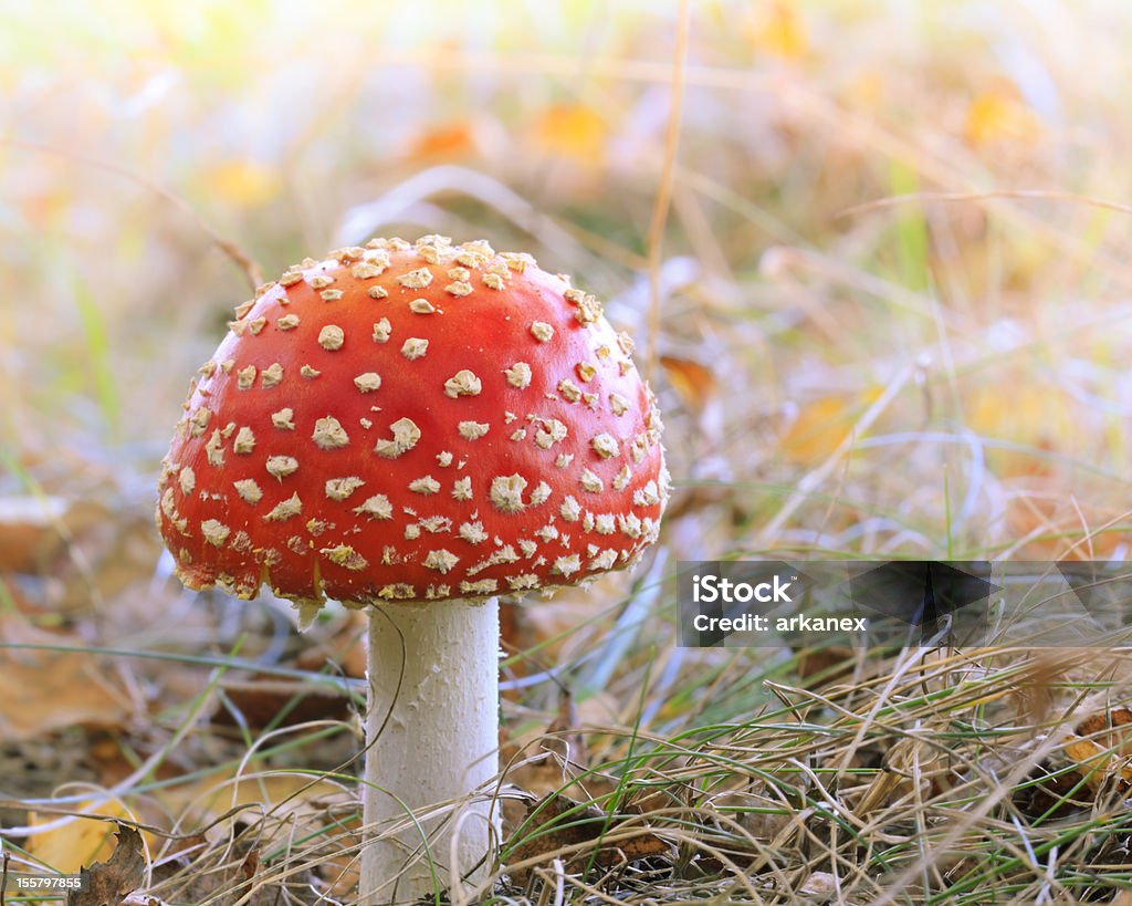 Toadstool Autumn Stock Photo