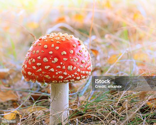 Toadstool Stock Photo - Download Image Now - Autumn, Beauty In Nature, Close-up