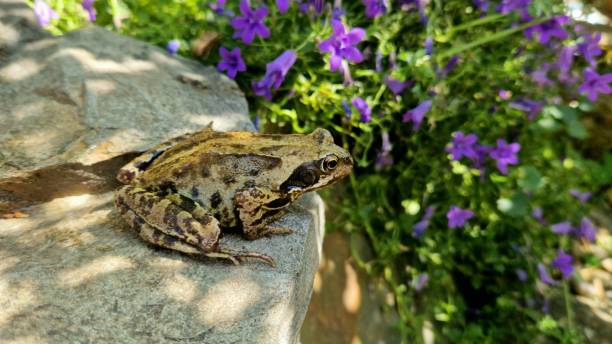 Frog on a rock with flowers