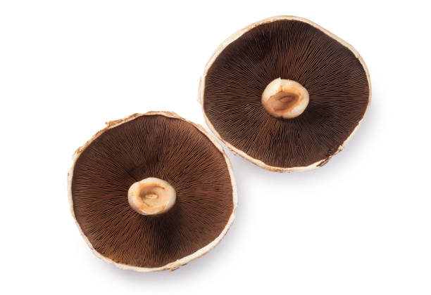 istock Large Portobello Mushroom 1557992126