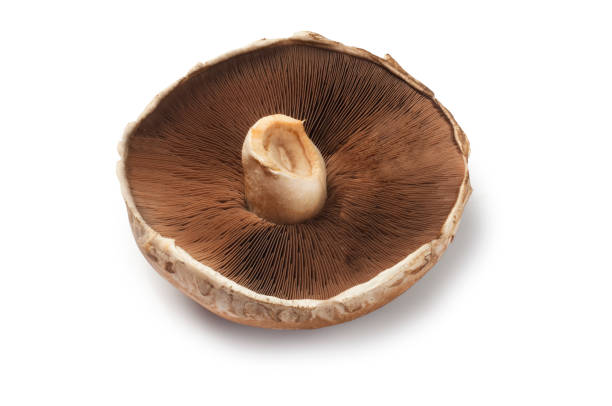 Studio shot of a large portobello mushroom cut out against a white background.